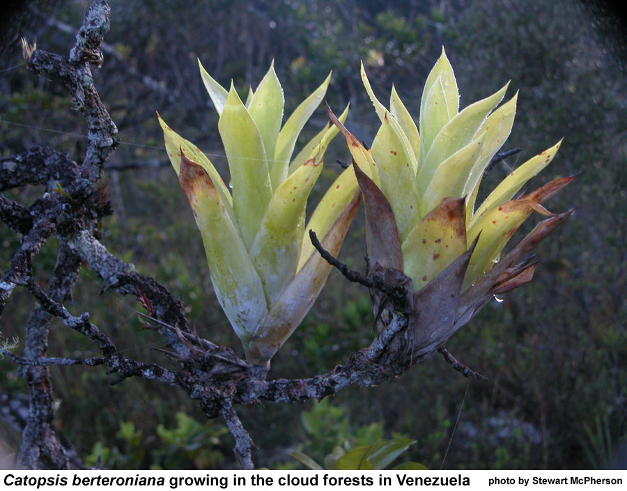 The Carnivorous Bromeliads