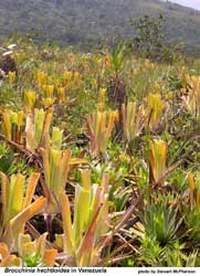 Brocchinia hechtioides