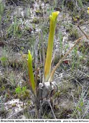 Brocchinia reducta in the lowlands of Venezuela