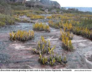 Brocchinia reducta
