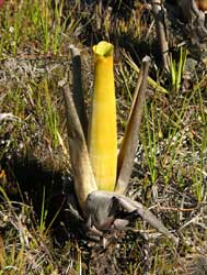 The stout Brocchinia which does not fit into the current descriptions of B. hechtioides or B. reducta