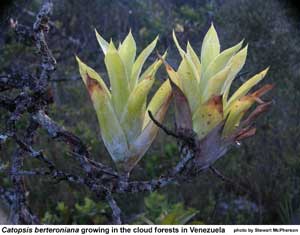 Catopsis berteroniana growing in the cloud forest in Venezuela 