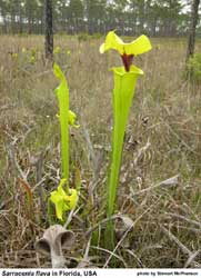 Sarracenia flava in Florida, USA