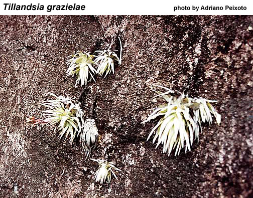 Tillandsia grazielae