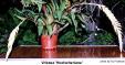 Vriesea Hoelscheriana
