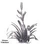 Vriesea Kitteliana