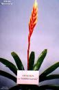 Vriesea 'Morreniana'