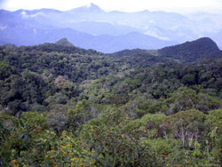 Mata Atlantica