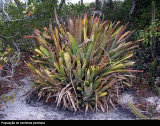 Aechmea pineliana