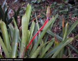 Aechmea pineliana
