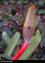 Aechmea pineliana