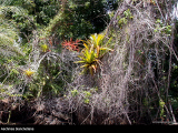 Aechmea blanchetiana