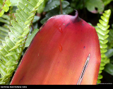 Aechmea blanchetiana rubra