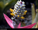 Aechmea bromelifolia