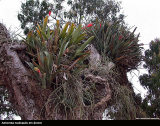 Aechmea nudicaulis em arvore