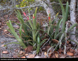 Aechmea nudicaulis in flower
