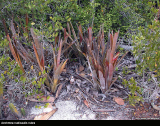 Aechmea nudicaulis rubra