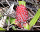 Ananas fruto