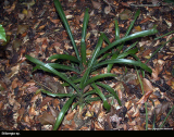 Billbergia