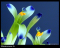 Billbergia amoena