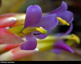 Billbergia euphemiae