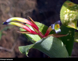 Billbergia leptopoda