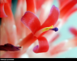 Billbergia pyramidalis