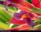 Billbergia pyramidalis variegated