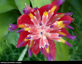 Billbergia pyramidalis variegated