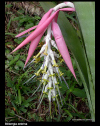 Billbergia zebrina