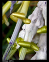 Billbergia zebrina