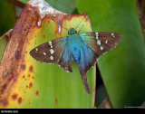 Borboleta azul