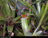 Borboleta em Neo cruenta