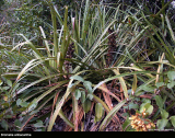 Bromelia antiacantha