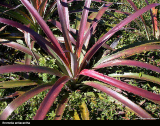 Bromelia antiacantha