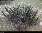 Cactaceae