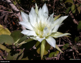 Cactaceae flower