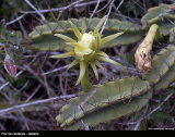 Flor de cactus