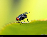 Fly