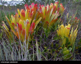 Hohenbergia castellanosii