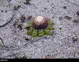 Melocactus