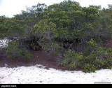 Vegetation Island