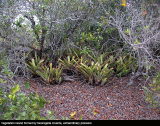 Vegetation Island
