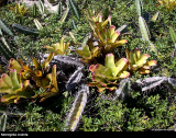 Neoregelia cruenta