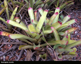 Neoregelia cruenta