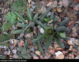 Neoregelia cruenta