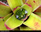 Neoregelia cruenta