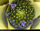 Neoregelia cruenta