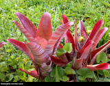 Neoregelia cruenta rubra