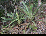 Neoregelia pascoaliana